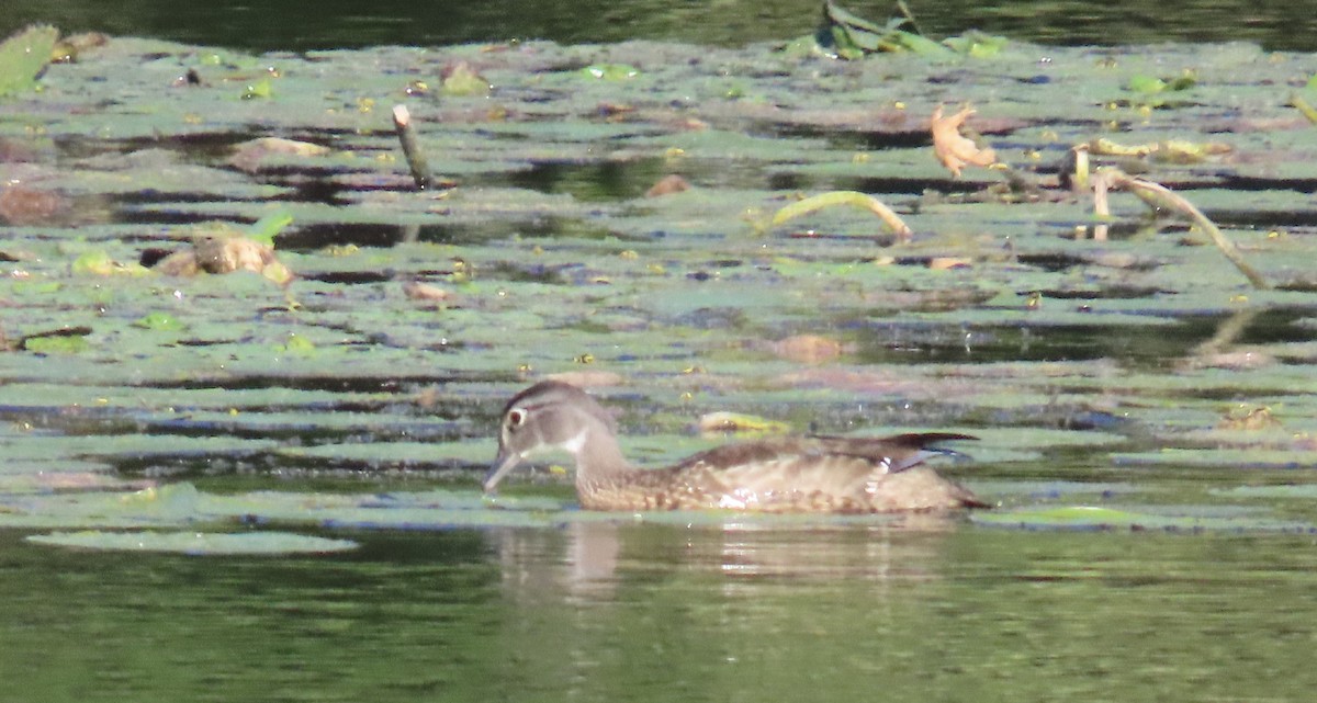 Wood Duck - ML641129342