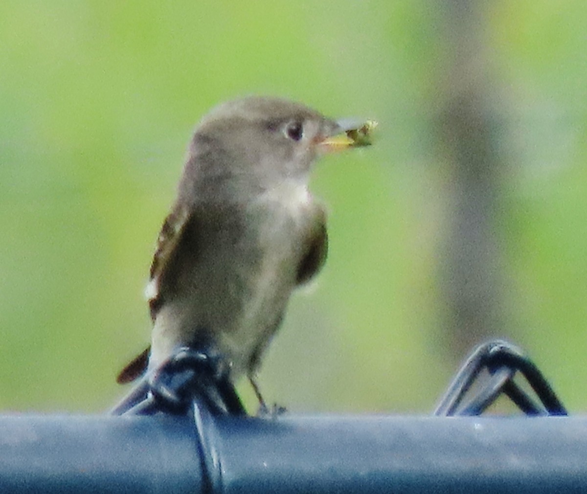 Western Wood-Pewee - ML641129348