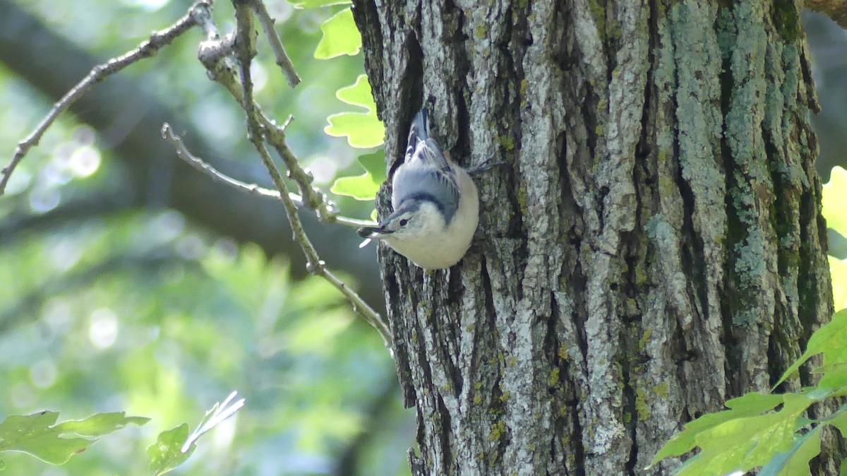 White-breasted Nuthatch - ML641129361
