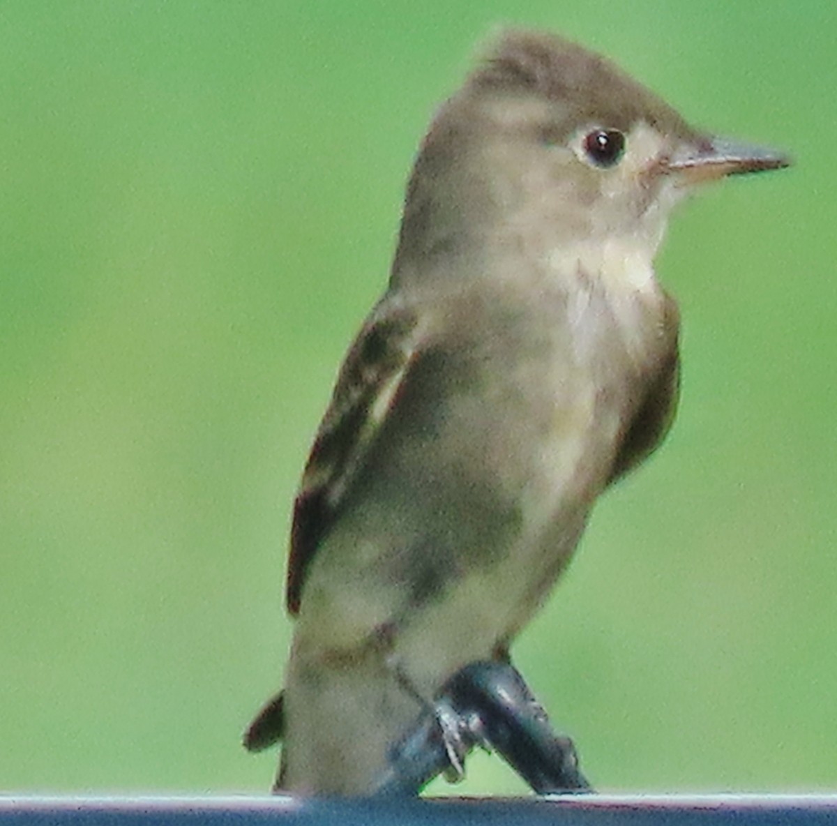 Western Wood-Pewee - ML641129382