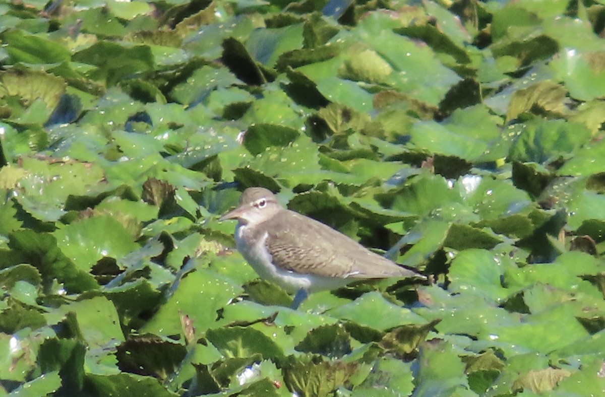Spotted Sandpiper - ML641129387