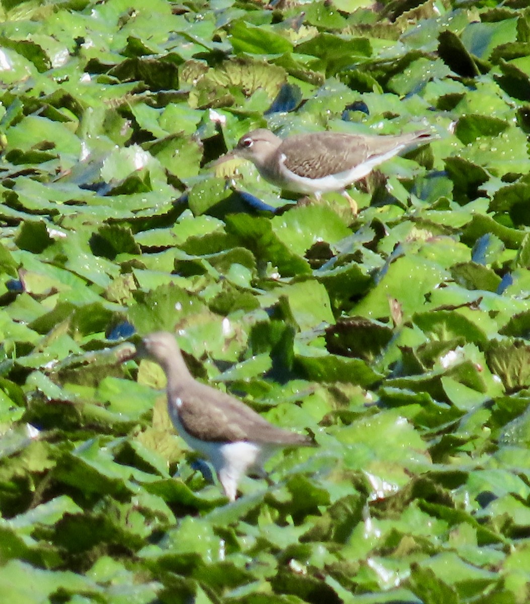 Spotted Sandpiper - ML641129388