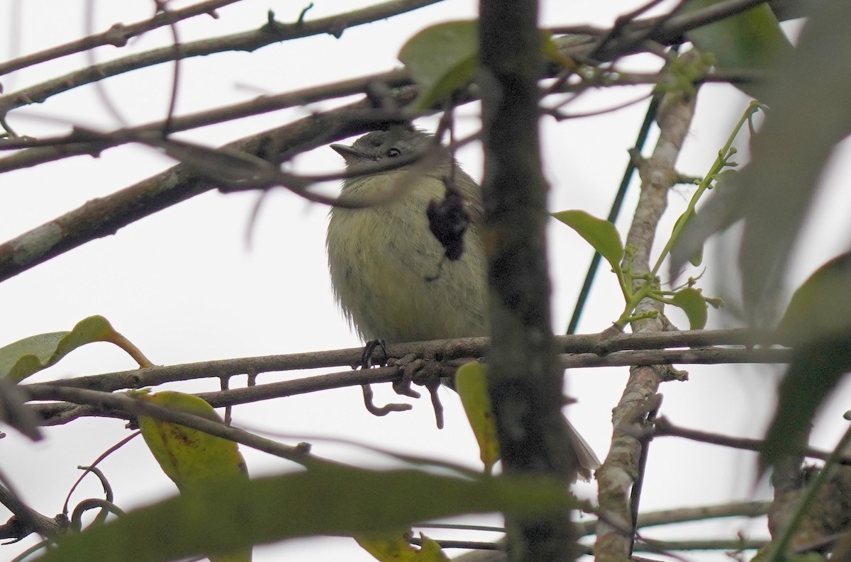 Rough-legged Tyrannulet - ML641129394