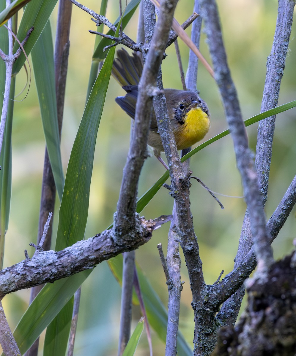 Common Yellowthroat - ML641129412