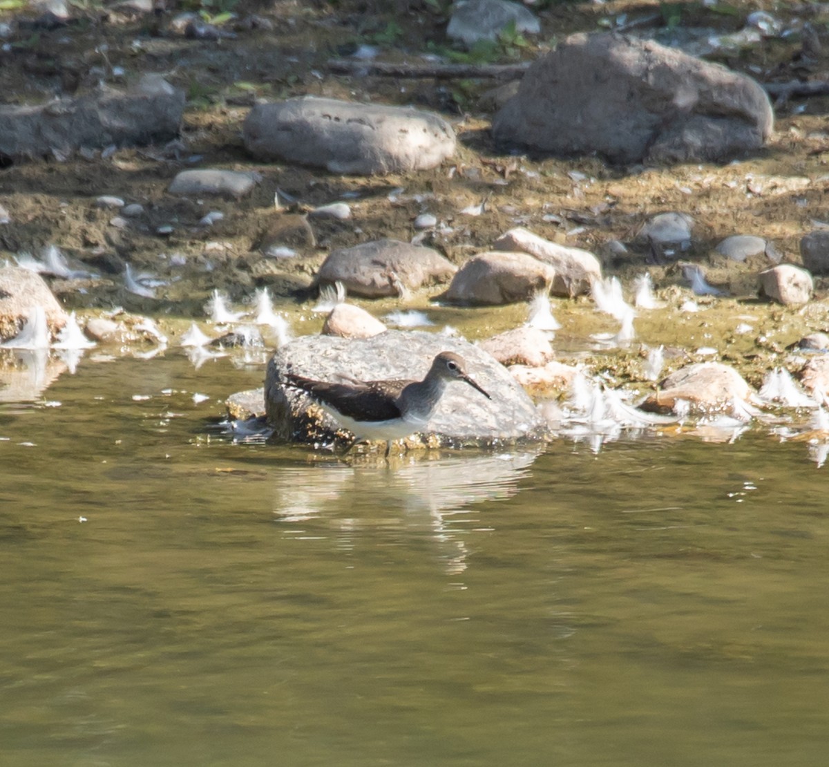 Solitary Sandpiper - ML641129419