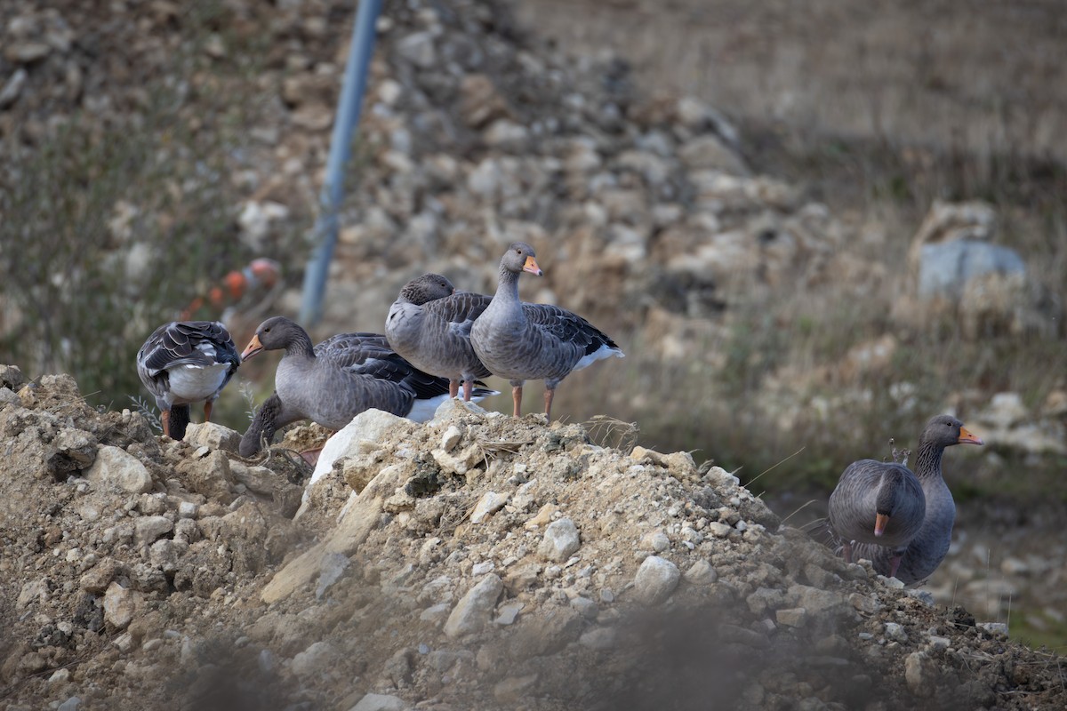 Graylag Goose - ML641129440