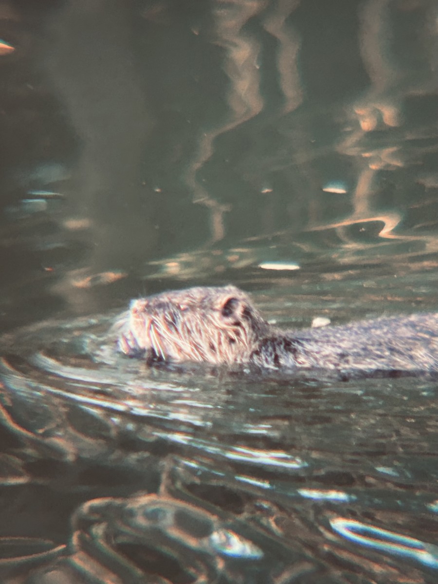 Animals - ML641129447