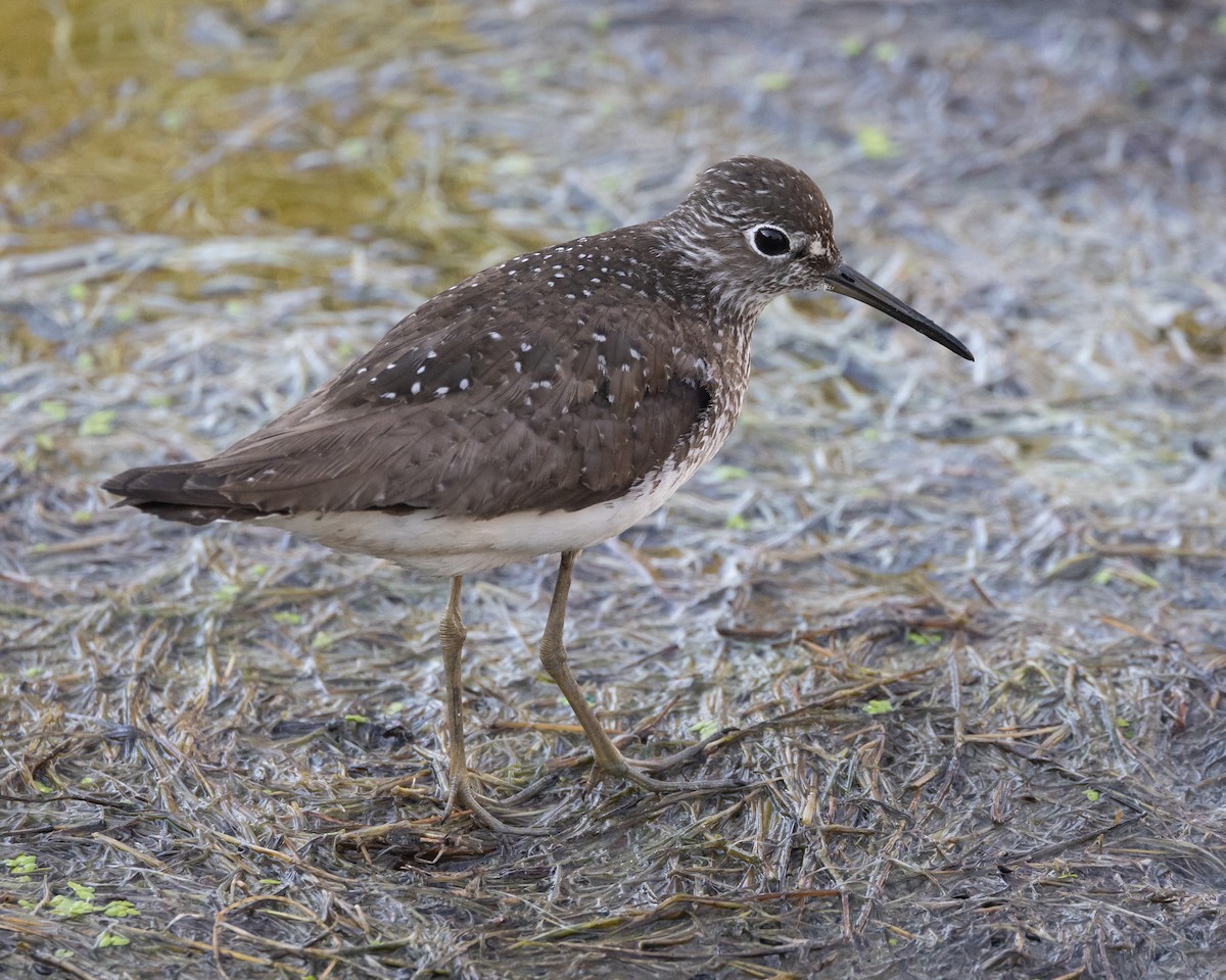 Solitary Sandpiper - ML641129456