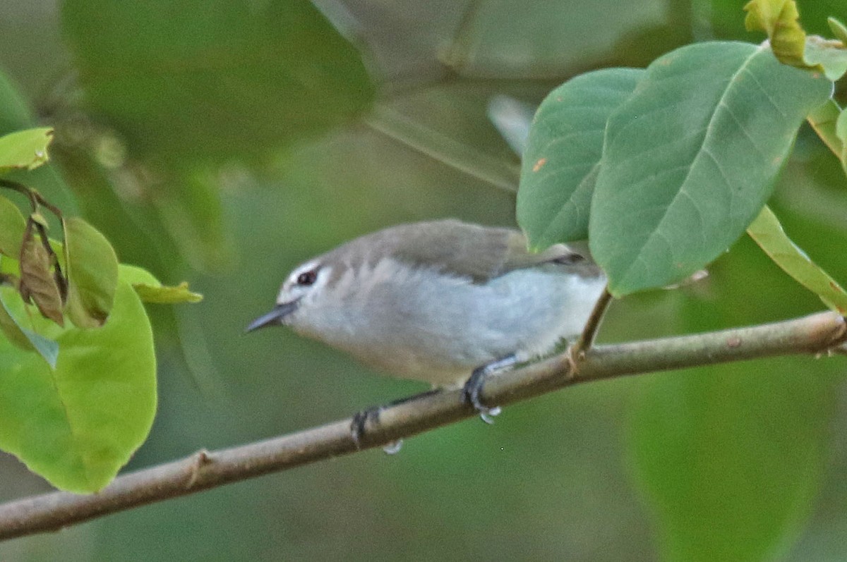 Mouse-brown Sunbird - ML641129457