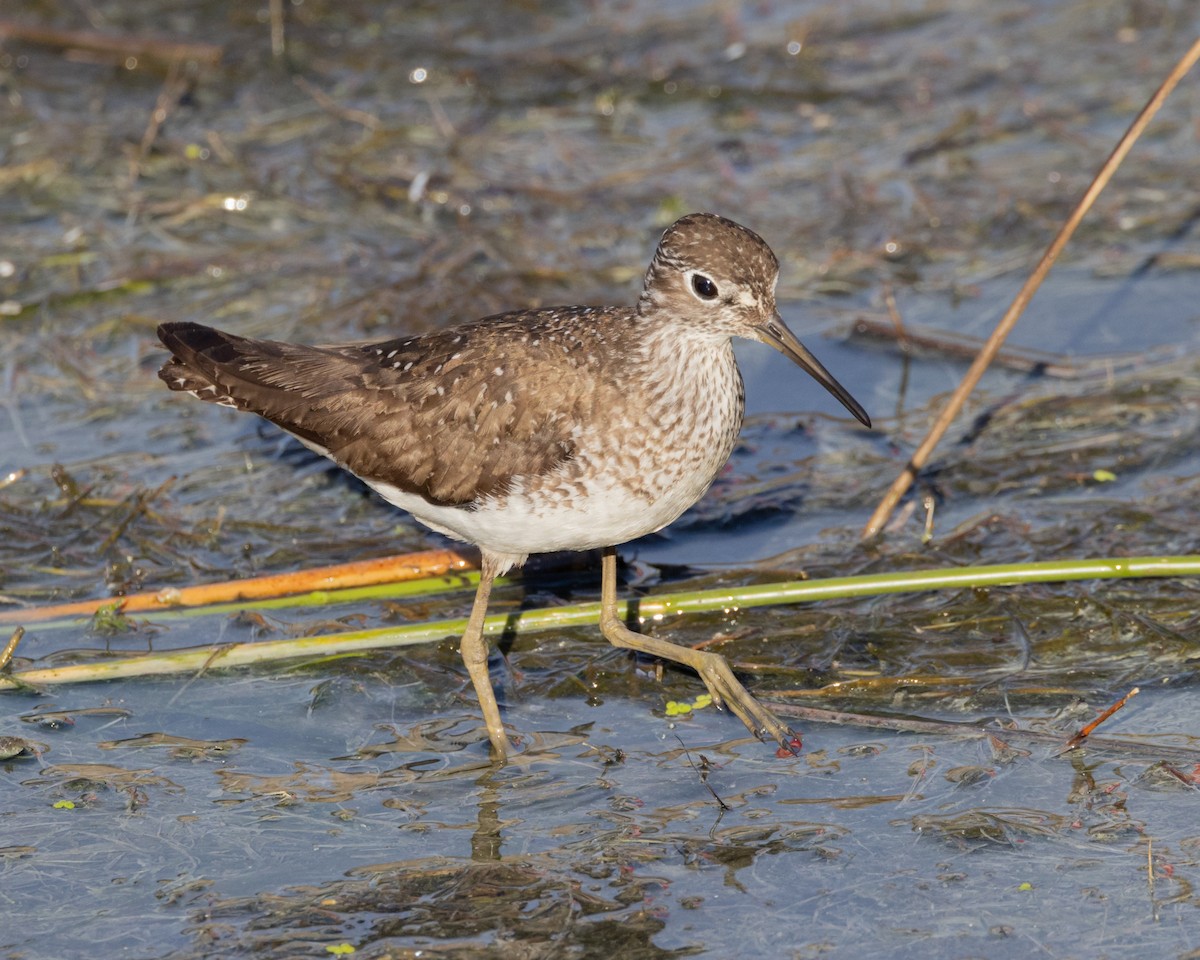 Solitary Sandpiper - ML641129467
