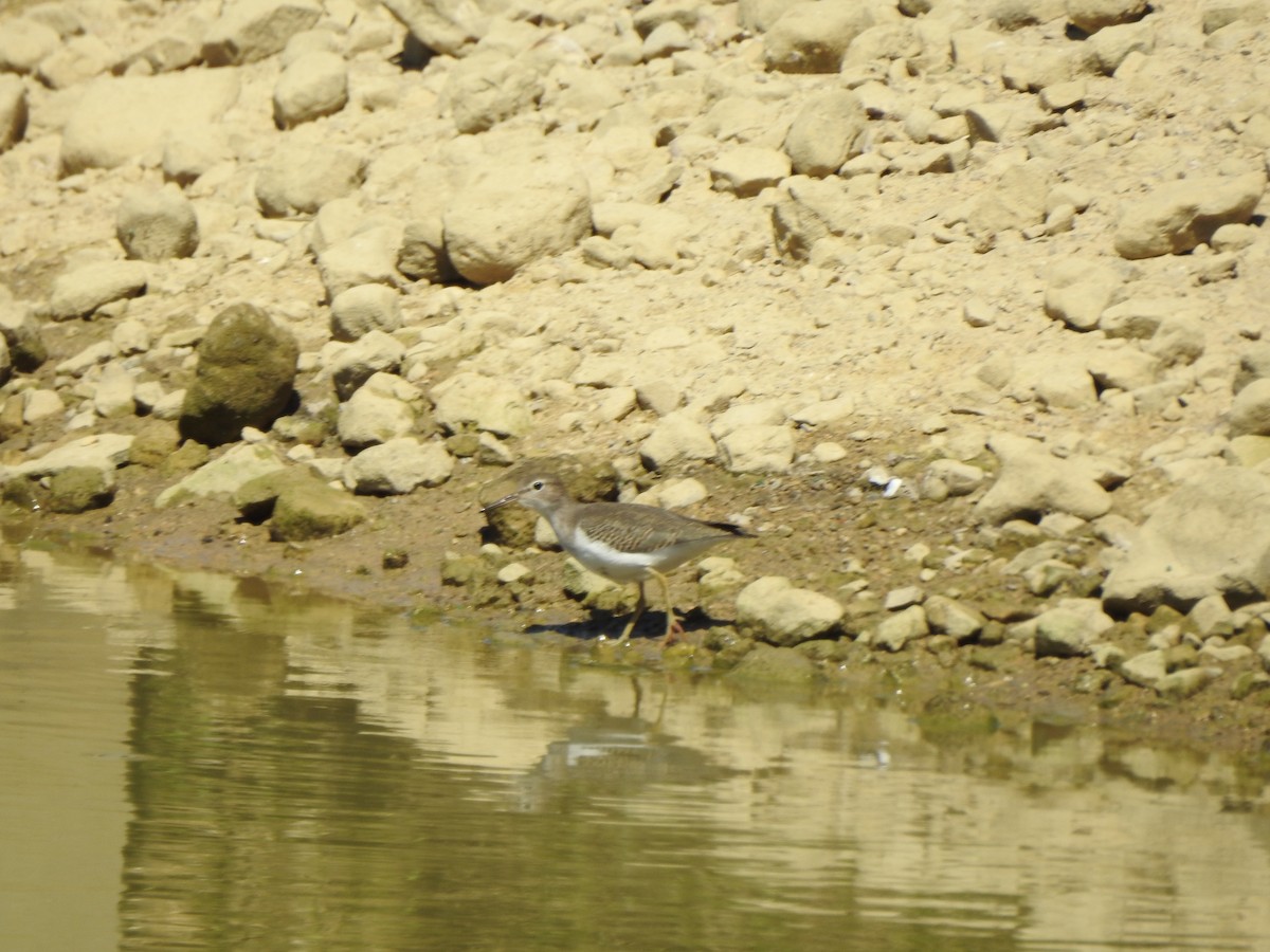 Spotted Sandpiper - ML641129481