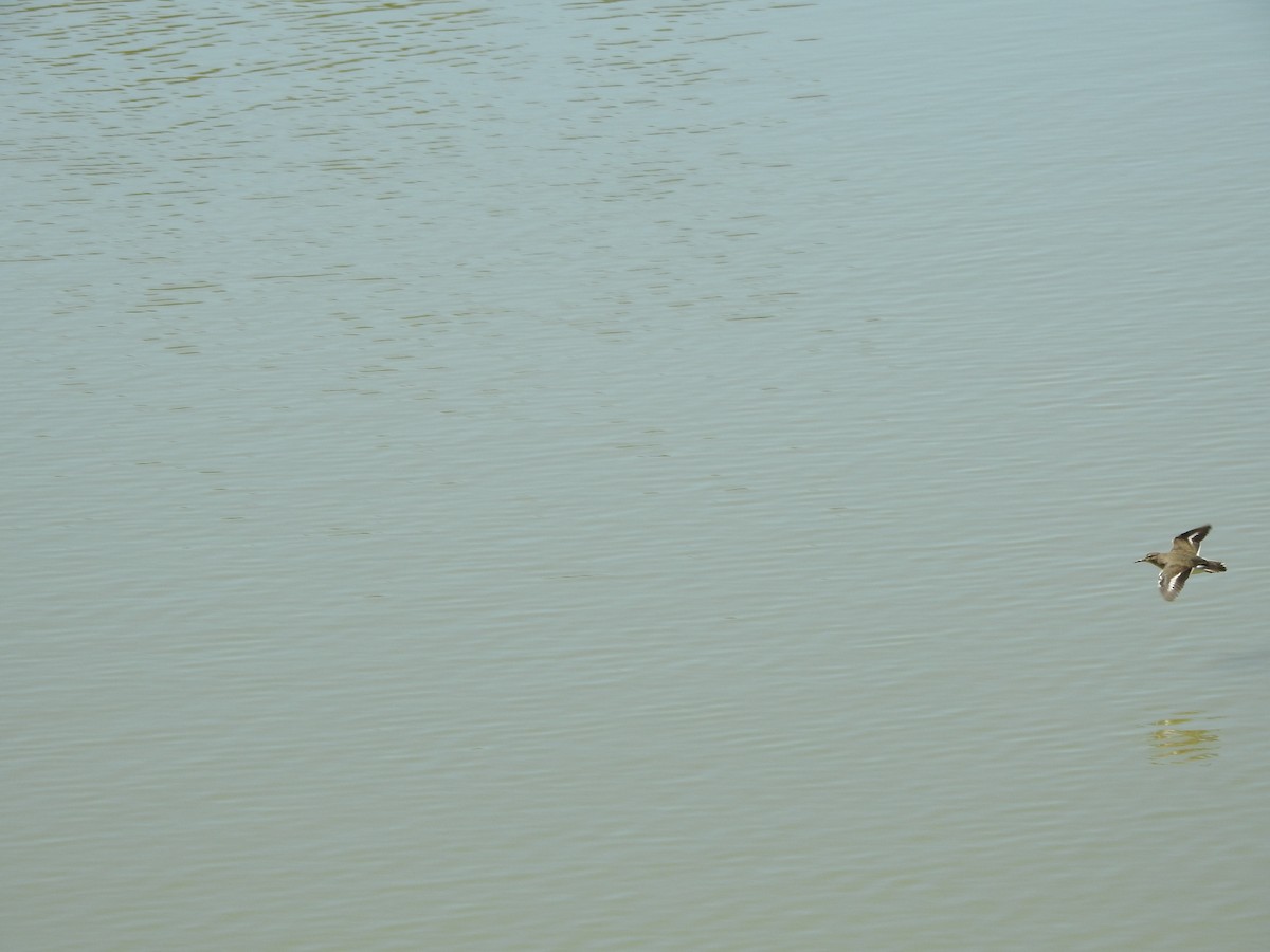 Spotted Sandpiper - ML641129482