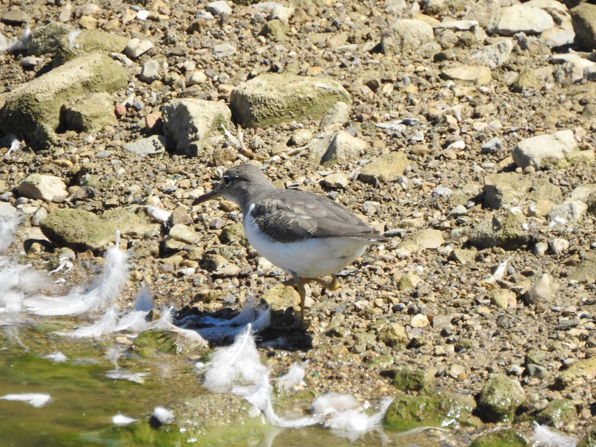Spotted Sandpiper - ML641129484