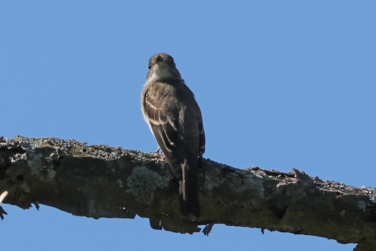 Eastern Wood-Pewee - ML641129485