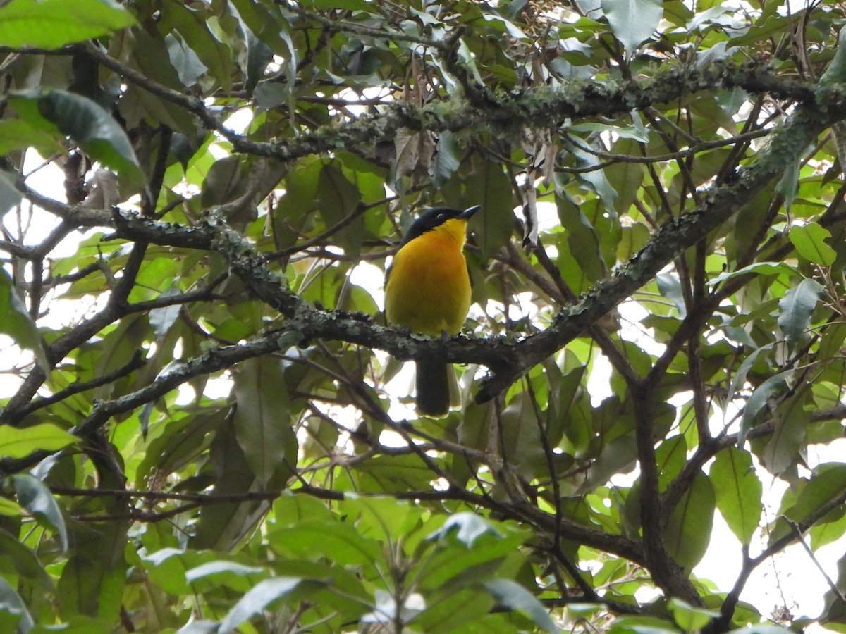 Black-fronted Bushshrike - ML641129488