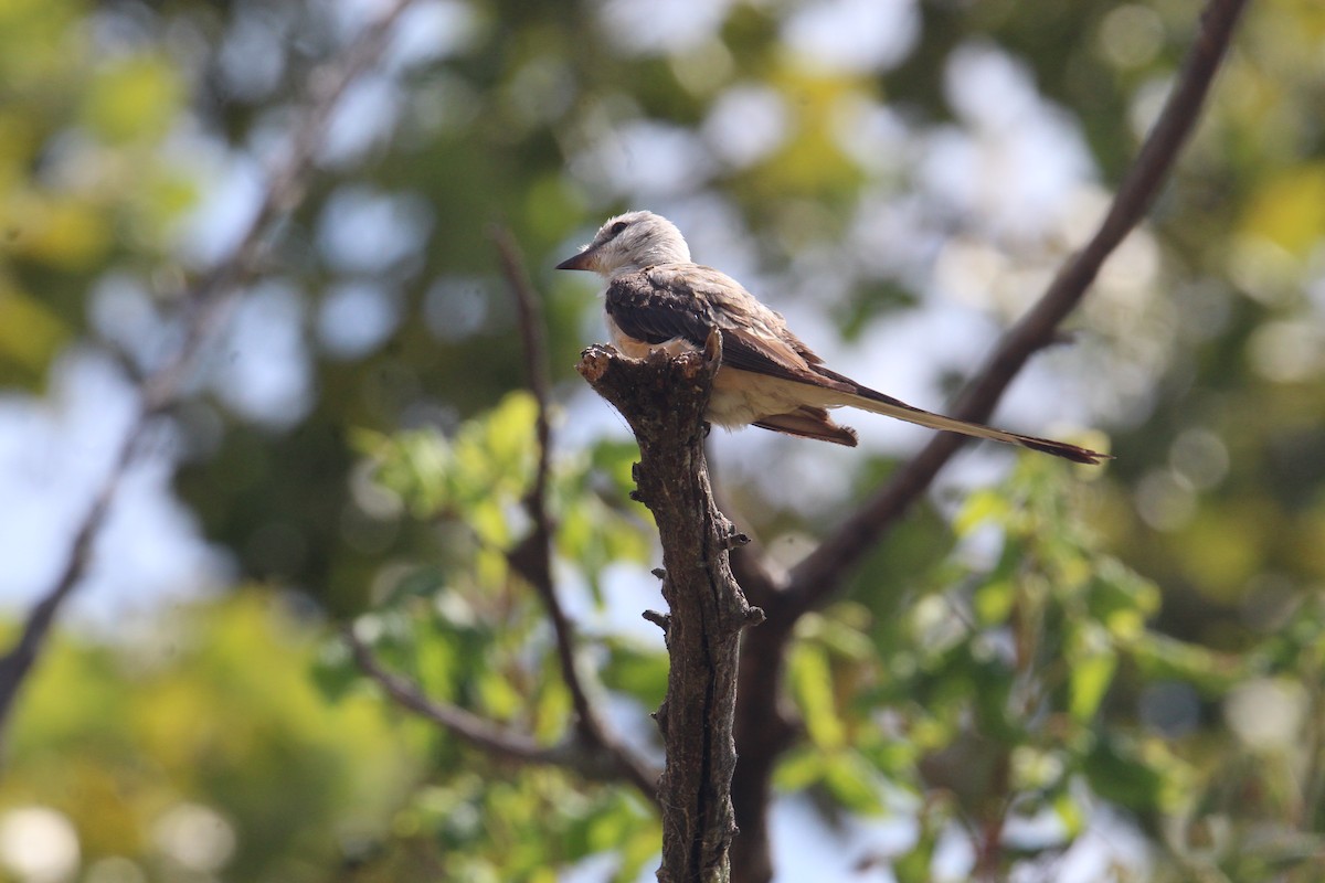 Scissor-tailed Flycatcher - ML641129492