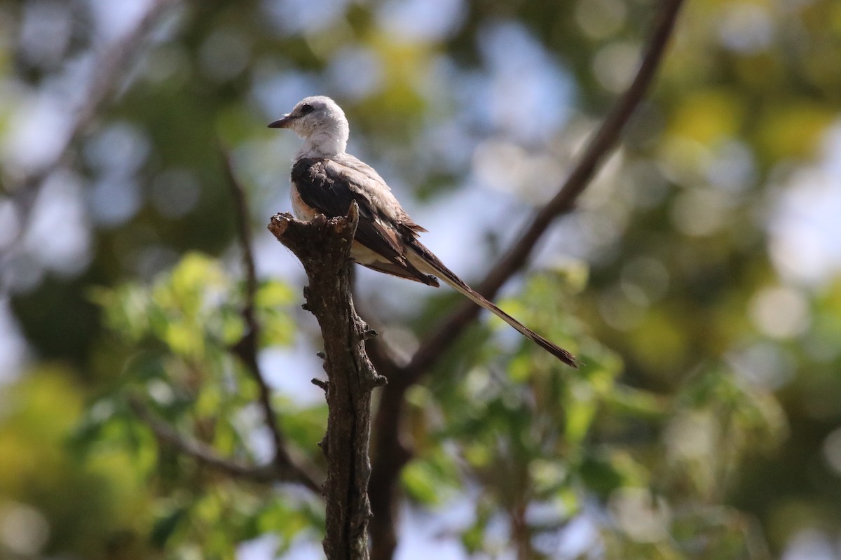 Scissor-tailed Flycatcher - ML641129493