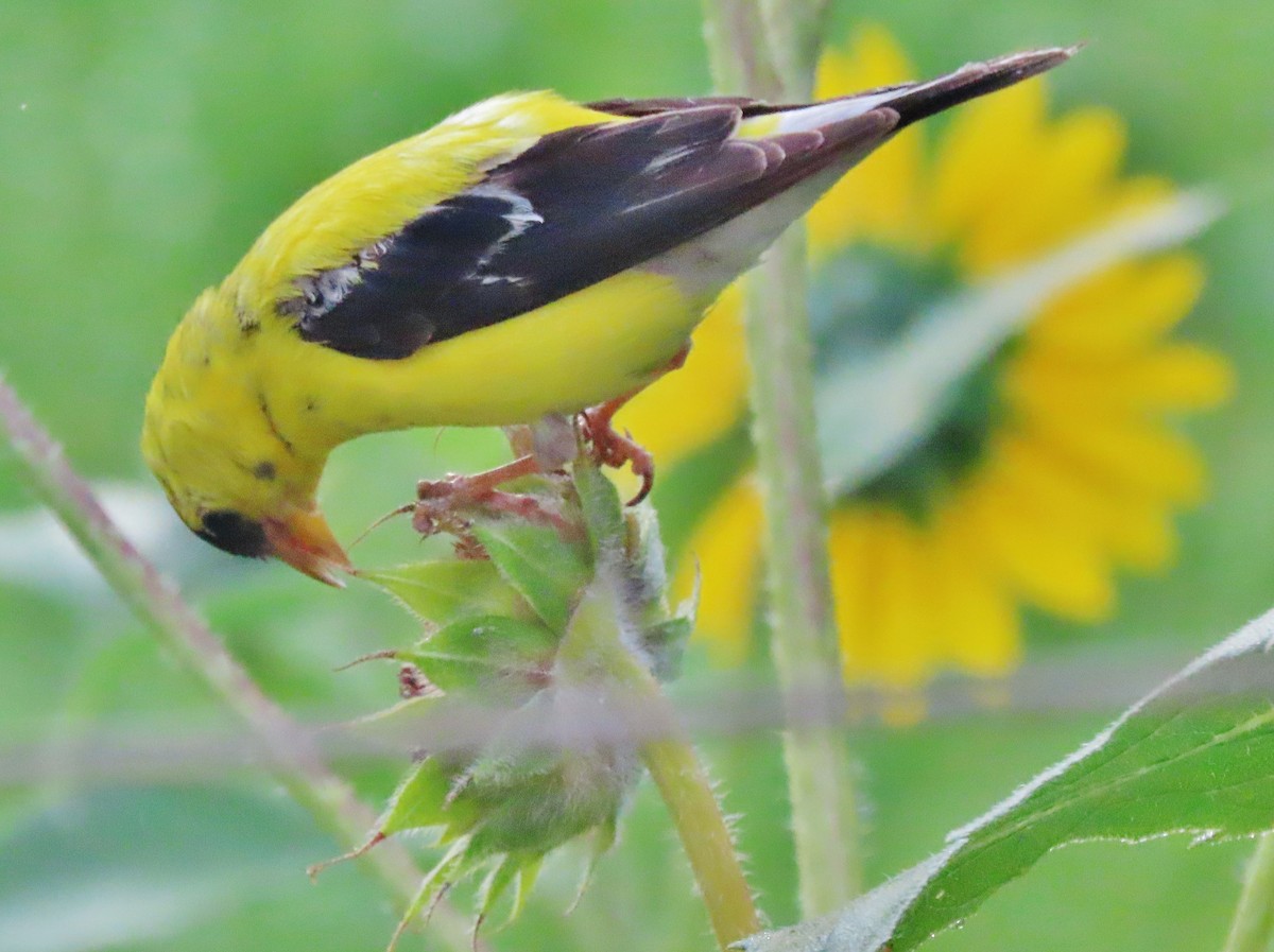 American Goldfinch - ML641129494