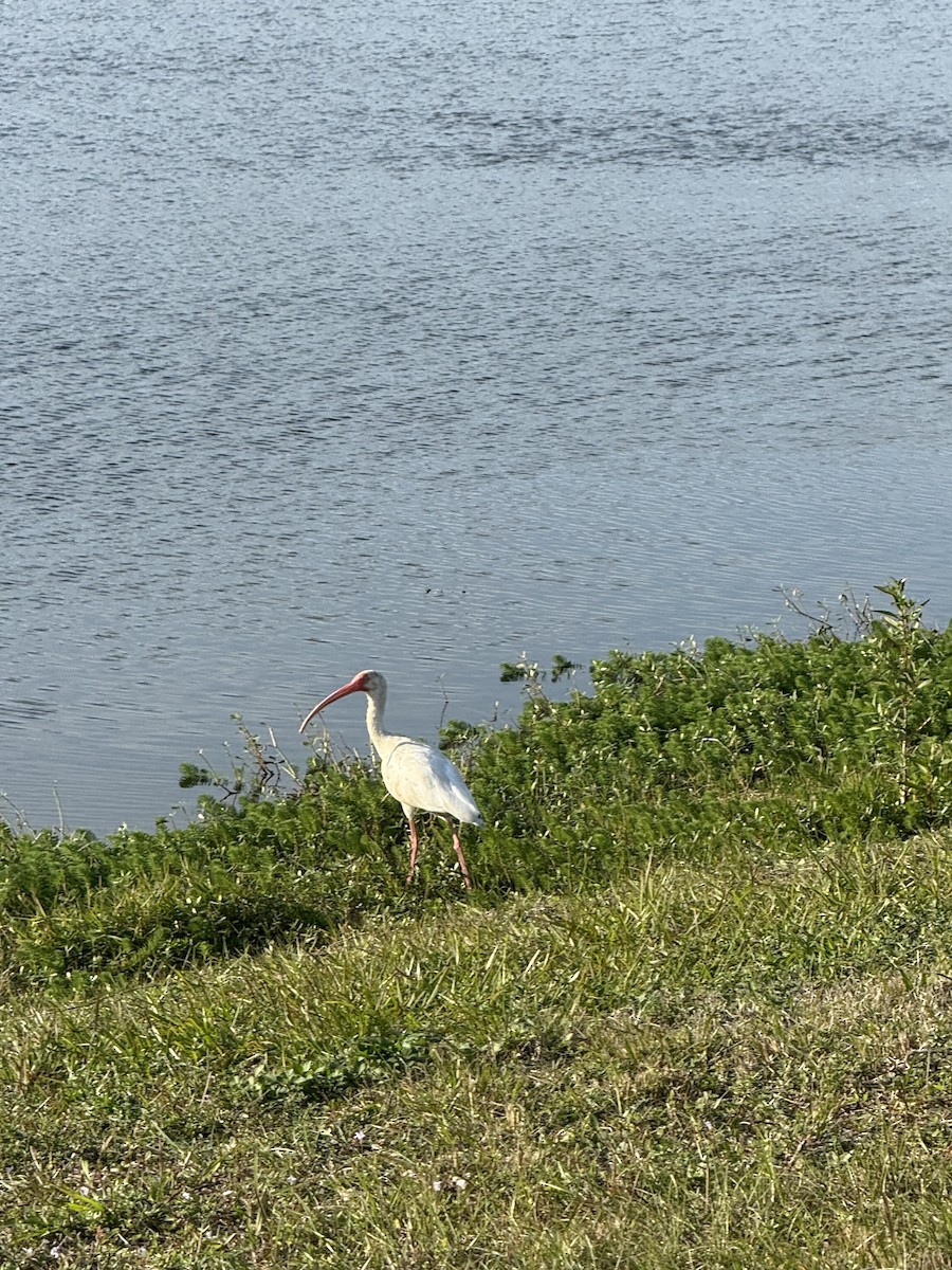 Ibis blanc - ML641129501