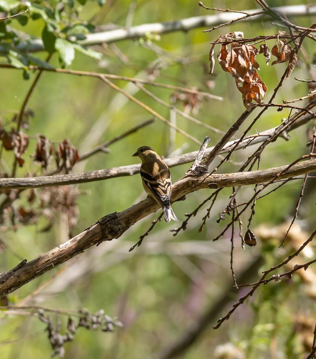 American Goldfinch - ML641129516