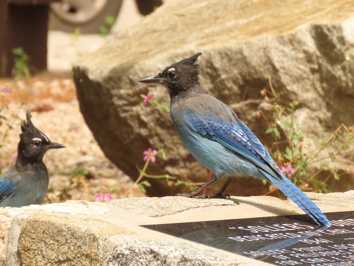 Steller's Jay - ML641129528