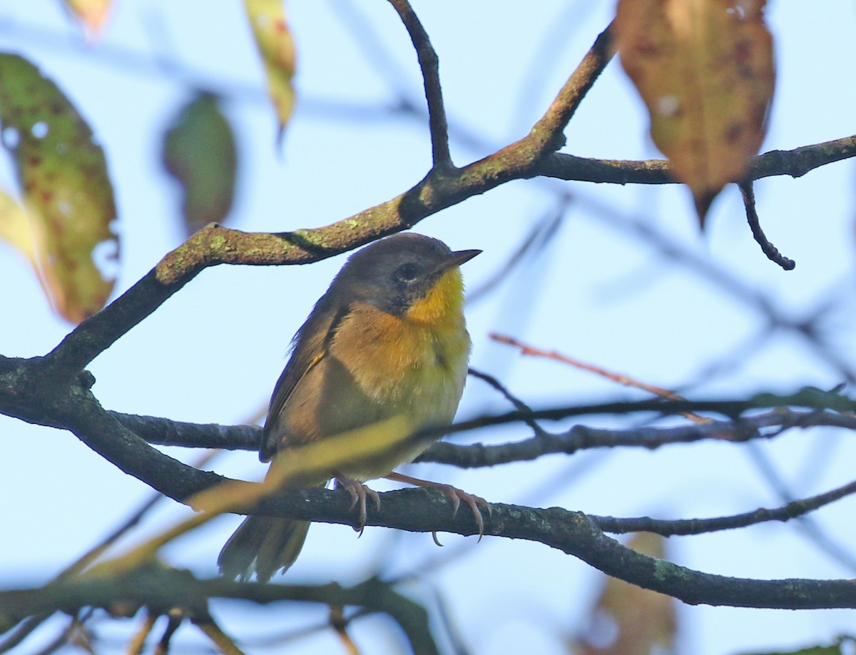 Common Yellowthroat - ML641129533