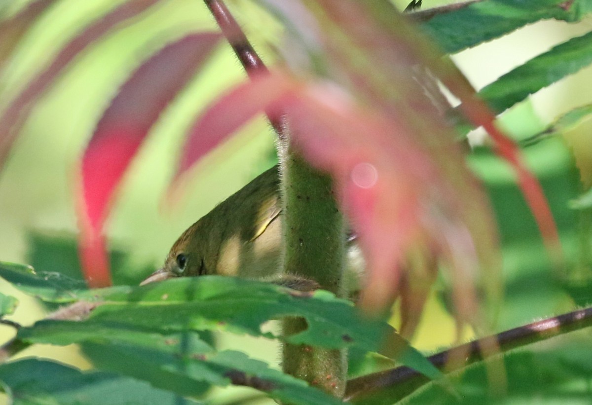 Common Yellowthroat - ML641129534