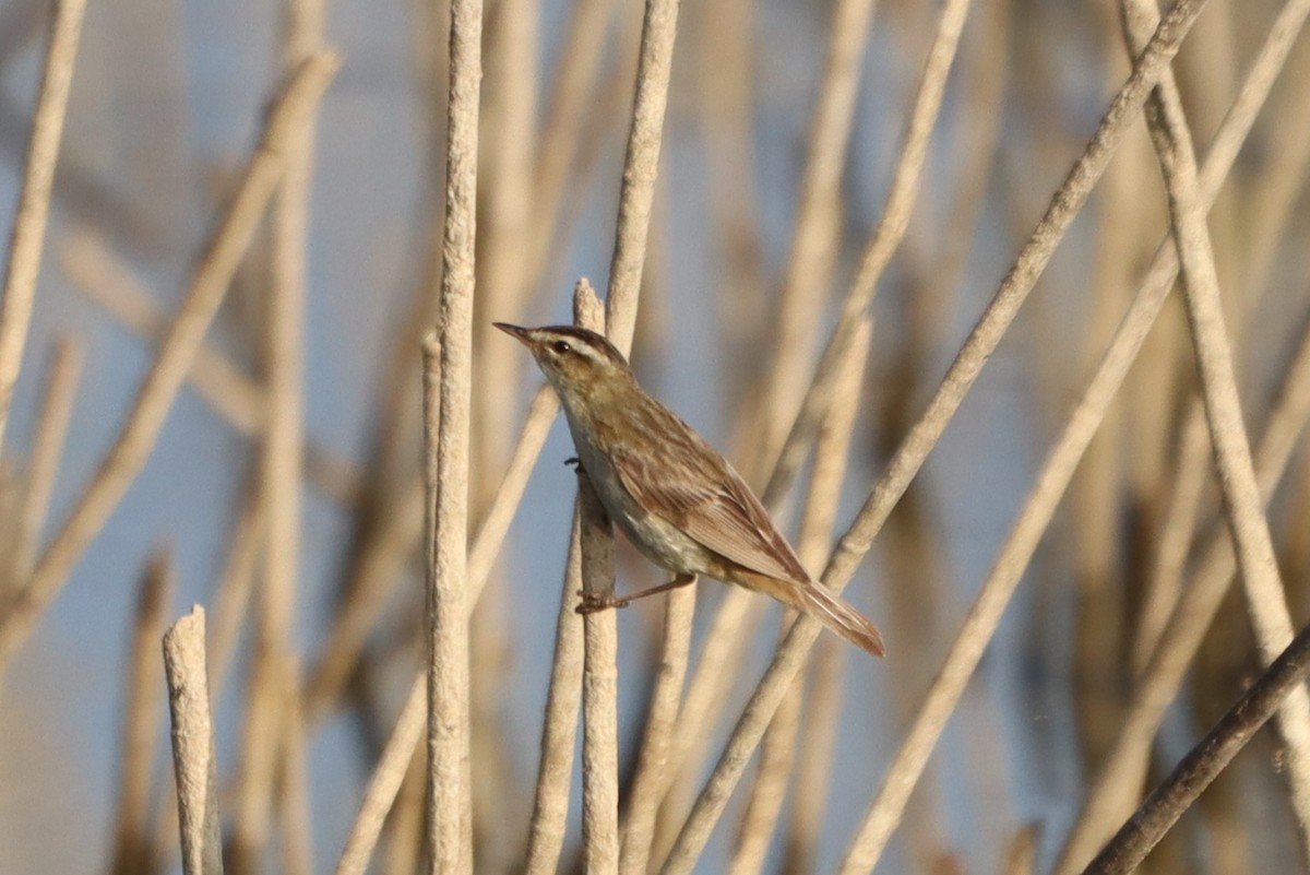 Sedge Warbler - ML641129535