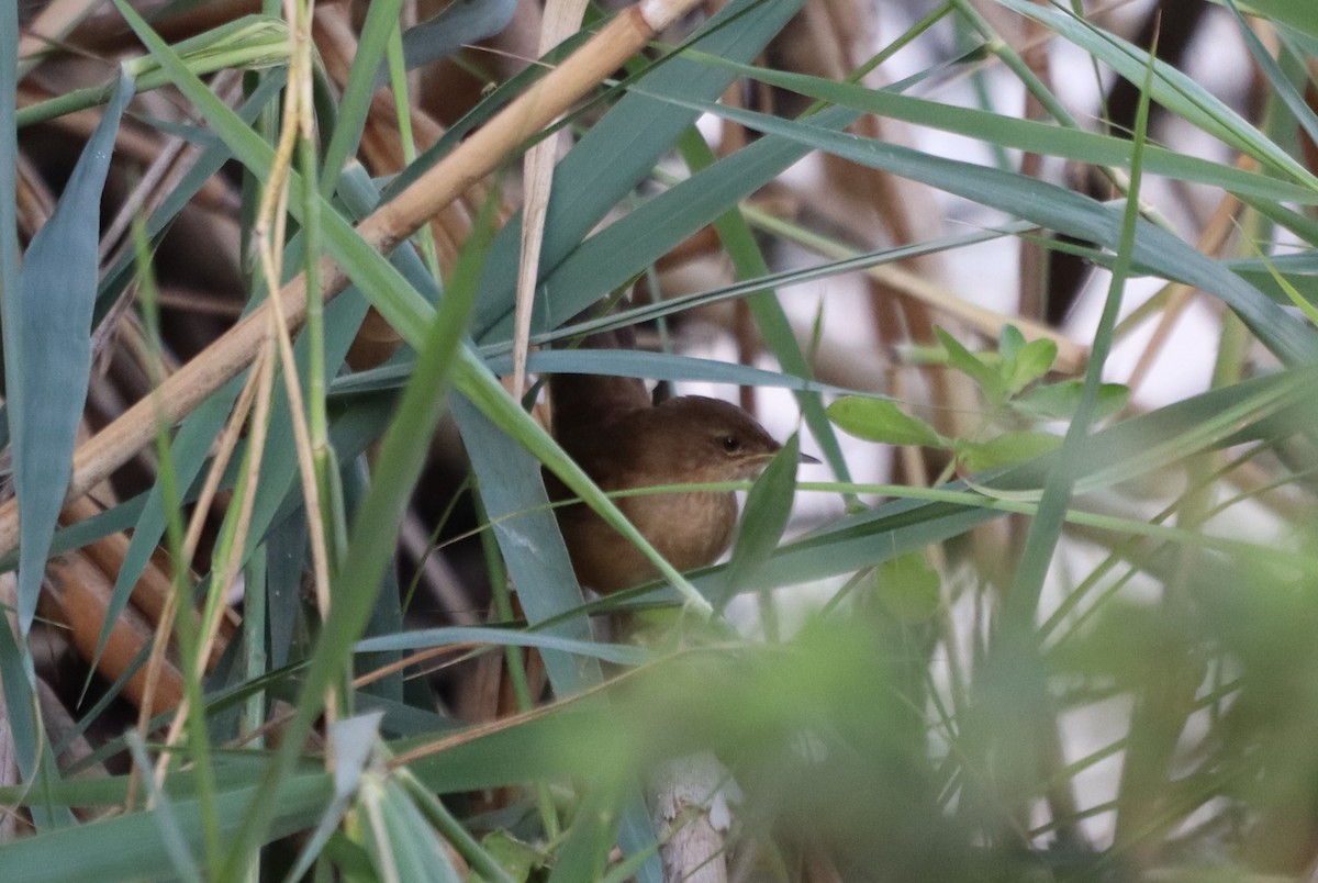 Savi's Warbler - ML641129565