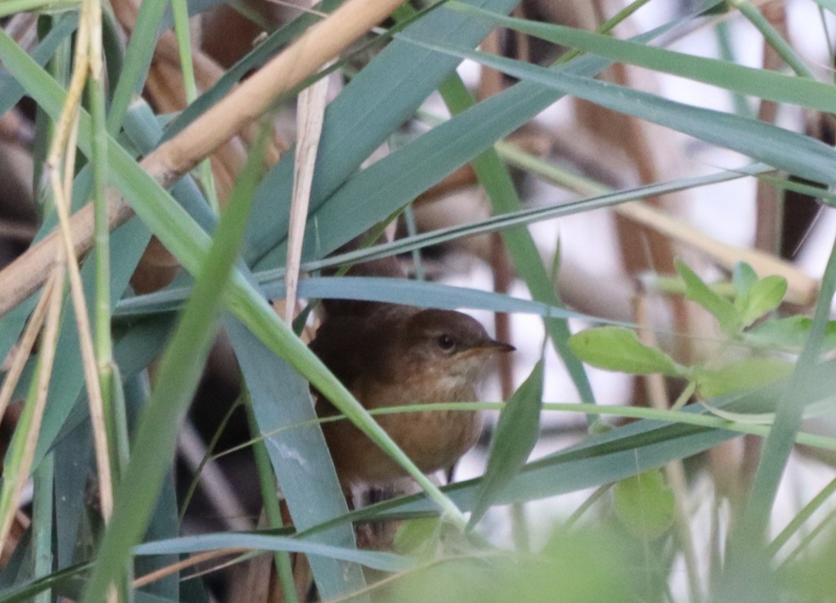 Savi's Warbler - ML641129567