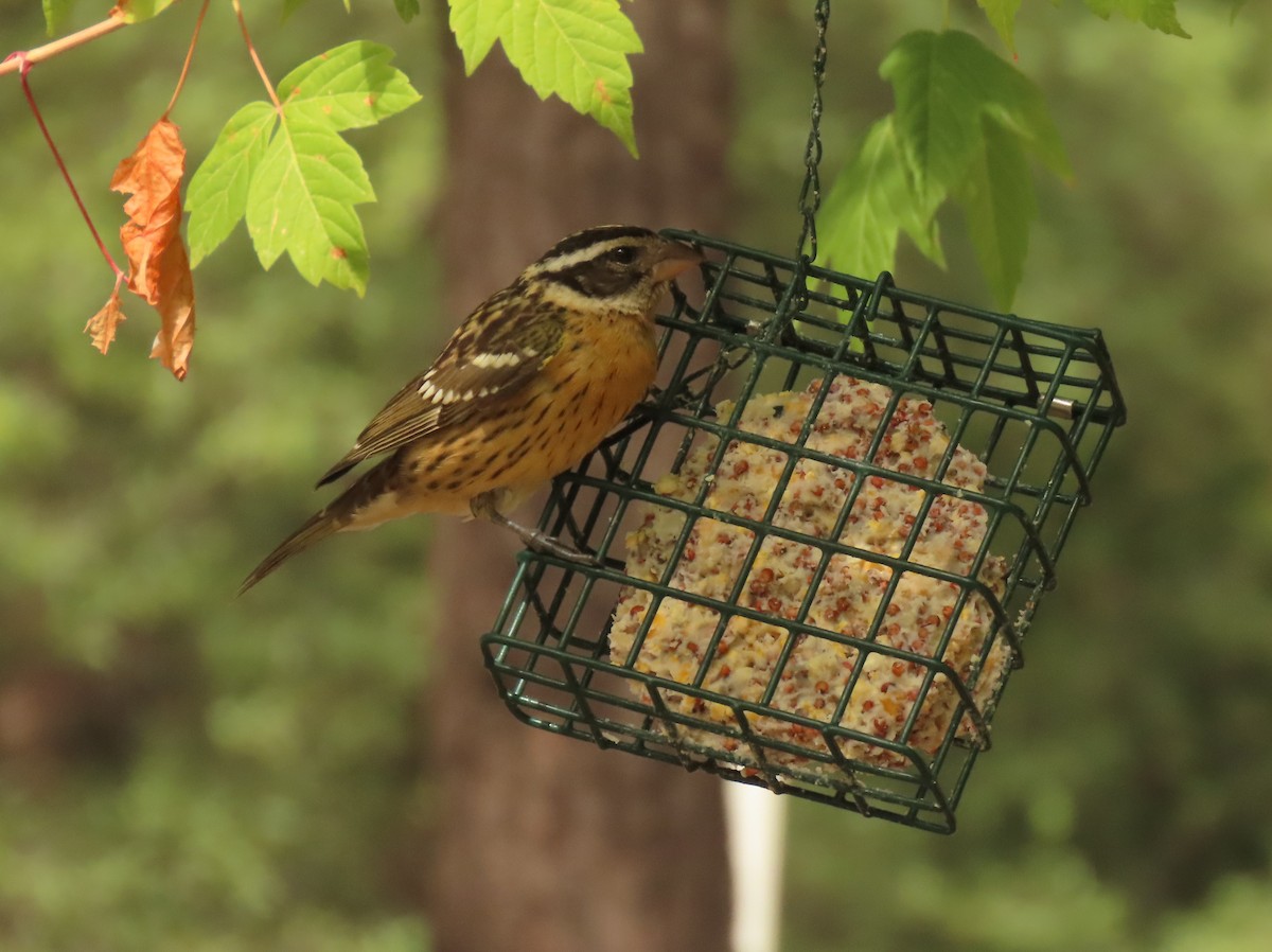 Black-headed Grosbeak - ML641129570