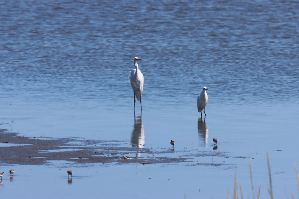 Great Egret - ML641129596