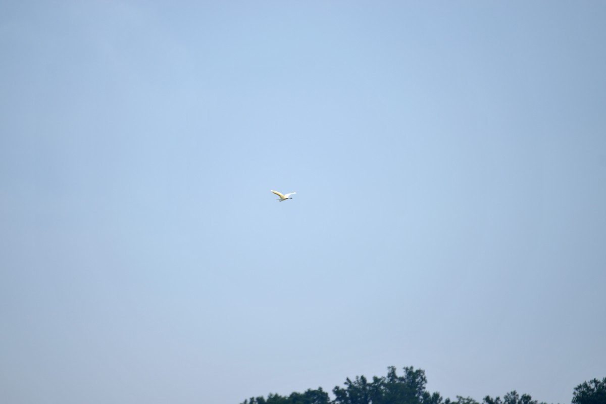 Great Egret - ML641129632