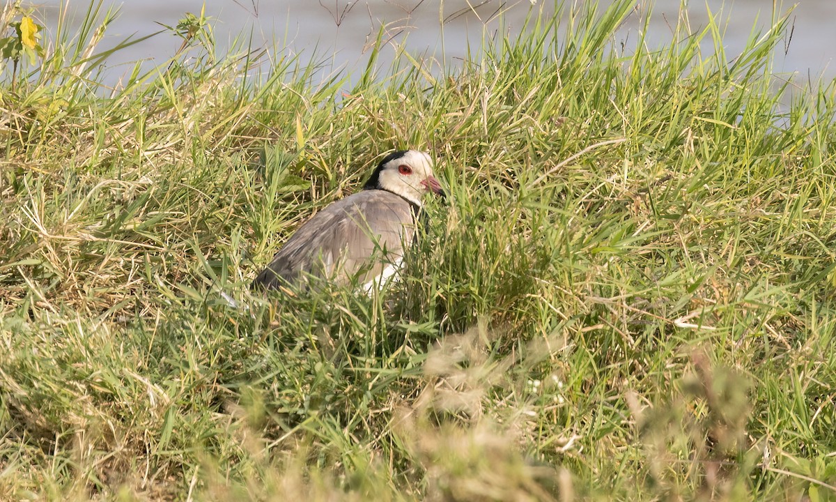 langtåvipe - ML641129657