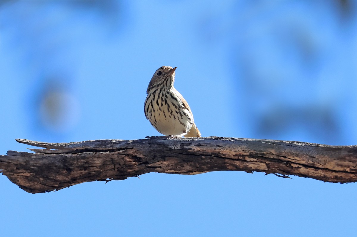 Speckled Warbler - ML641129671