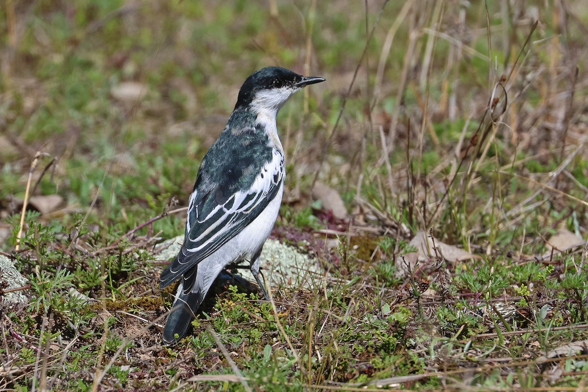 White-winged Triller - ML641129677