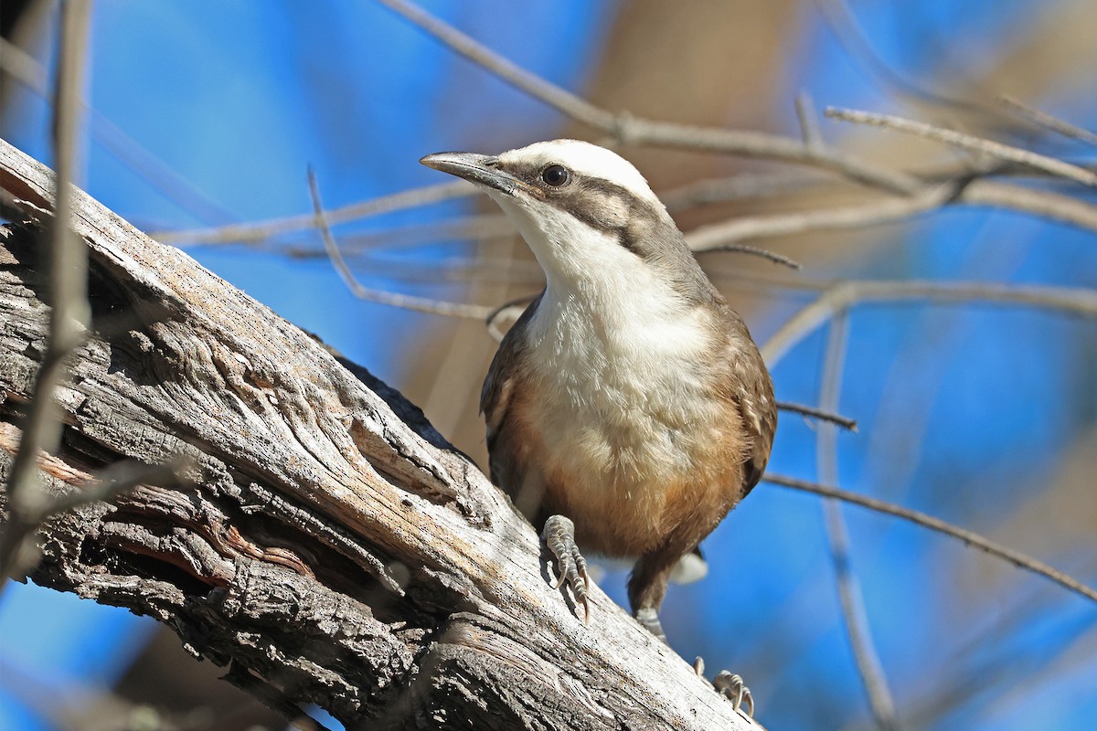 Gray-crowned Babbler - ML641129693