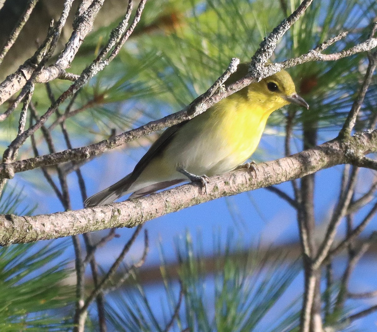 Yellow-throated Vireo - ML641129695