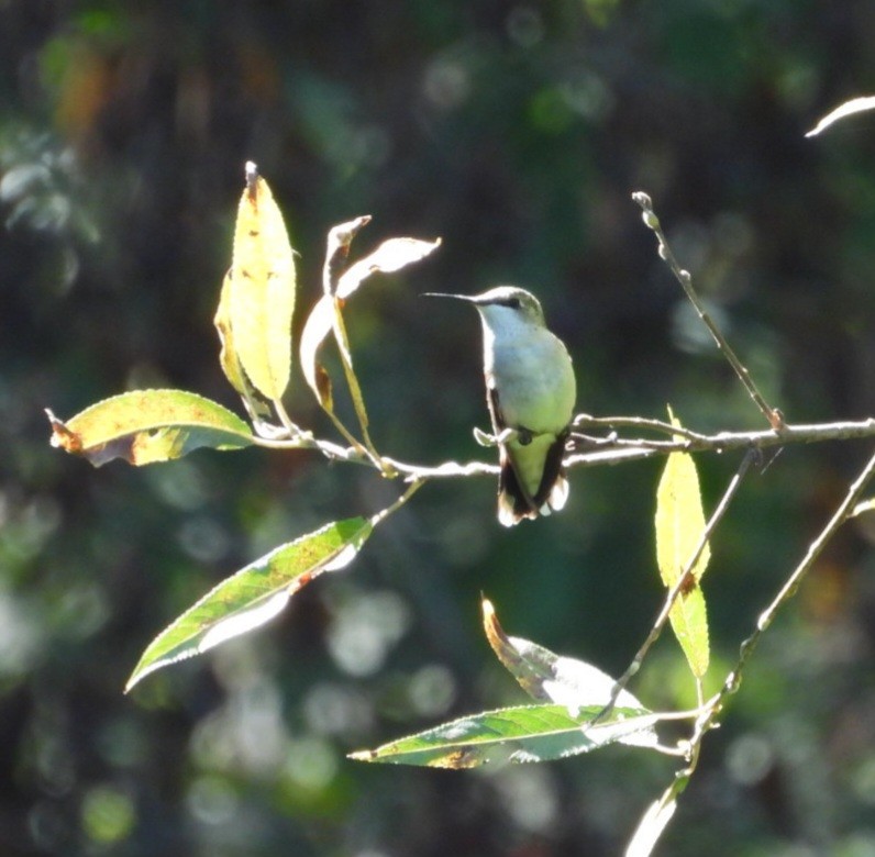 Ruby-throated Hummingbird - ML641129703