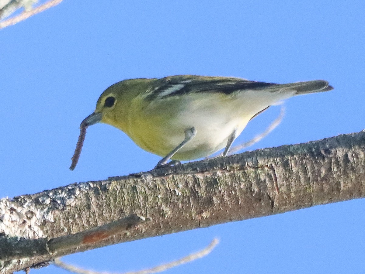 Yellow-throated Vireo - ML641129705