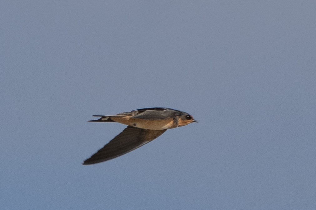 Hirondelle rustique - ML641129706