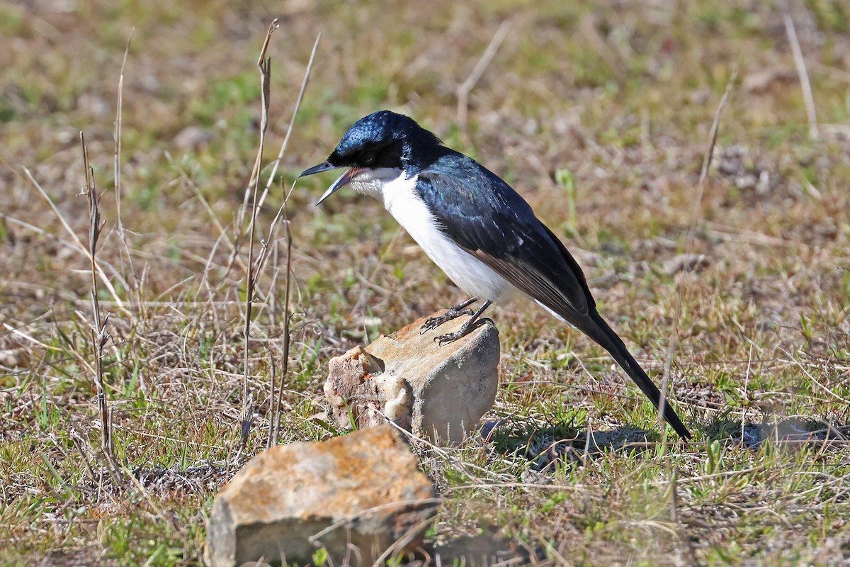 Restless Flycatcher - ML641129707