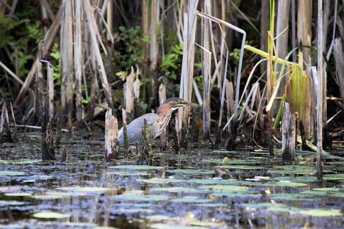Green Heron - ML641129709