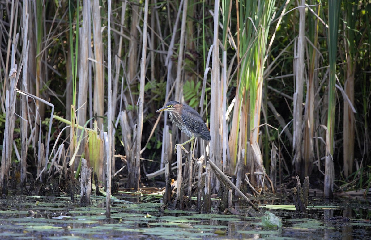 Green Heron - ML641129710