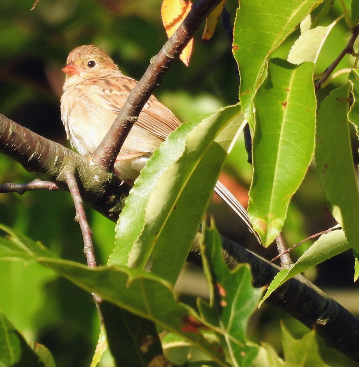Field Sparrow - ML641129714