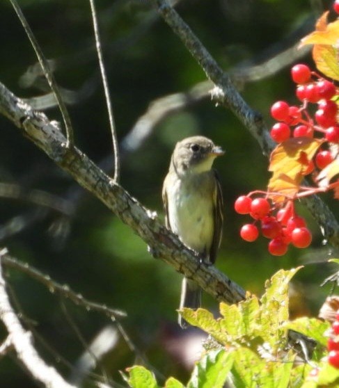 Least Flycatcher - ML641129717