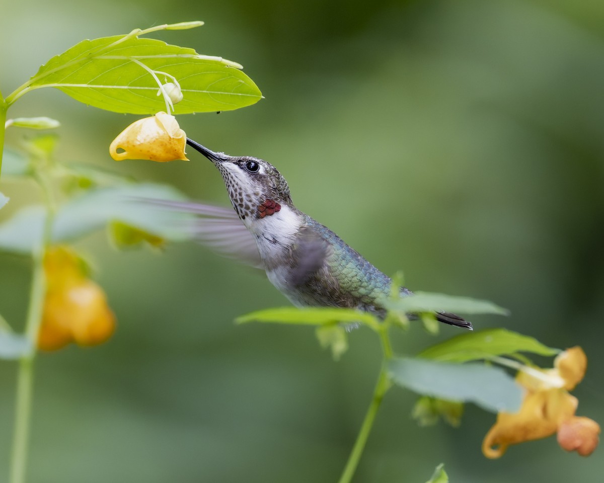 Ruby-throated Hummingbird - ML641129728