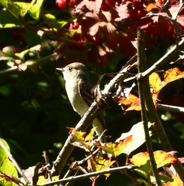 Least Flycatcher - ML641129732