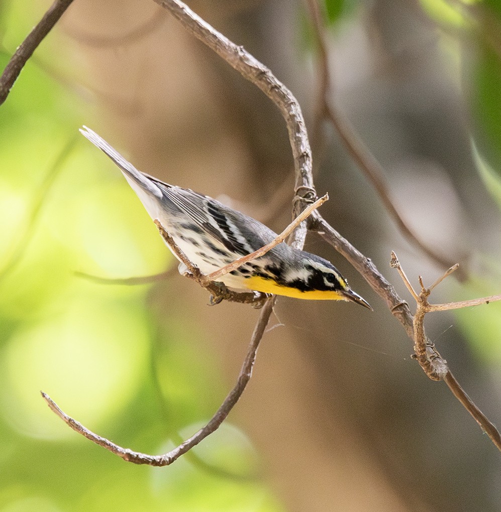 gulstrupeparula - ML641129749