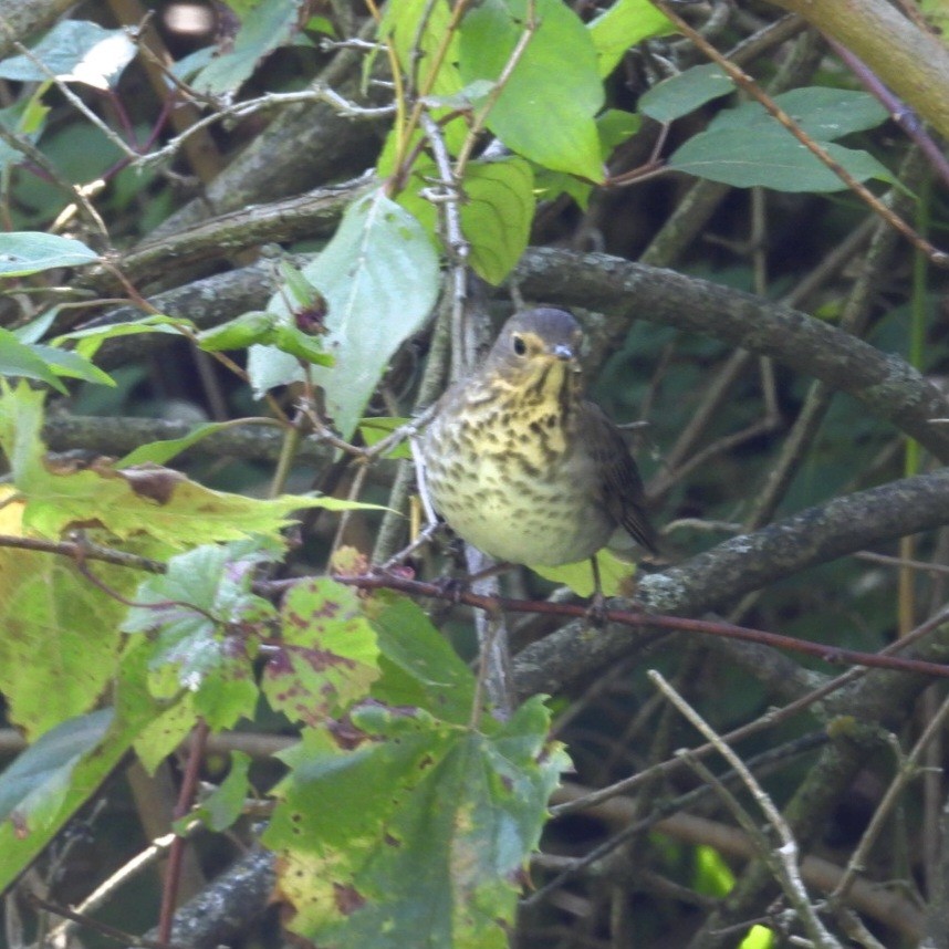Swainson's Thrush - ML641129752